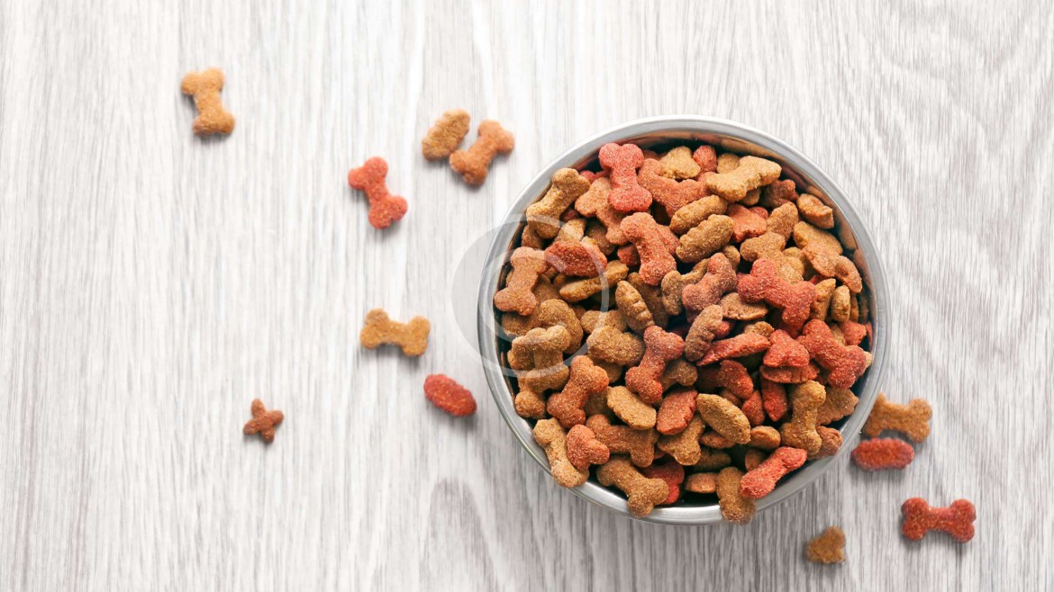 What a Newbie Should Know about Dog Food